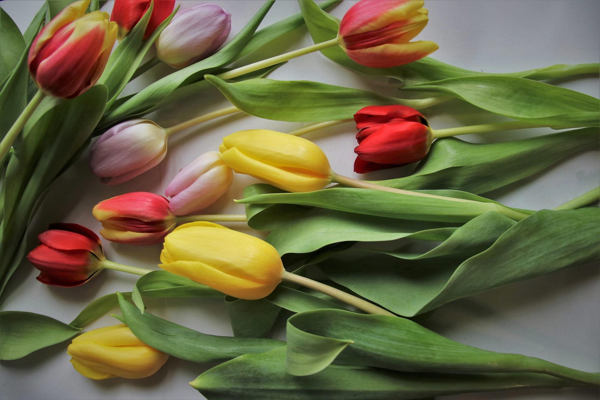tulips-4885277_1920-min
